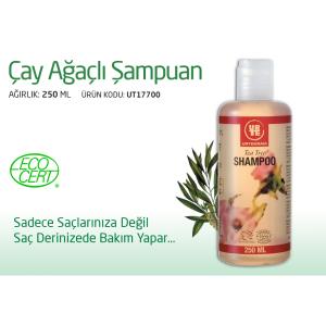 ÇAY AĞAÇLI ŞAMPUAN